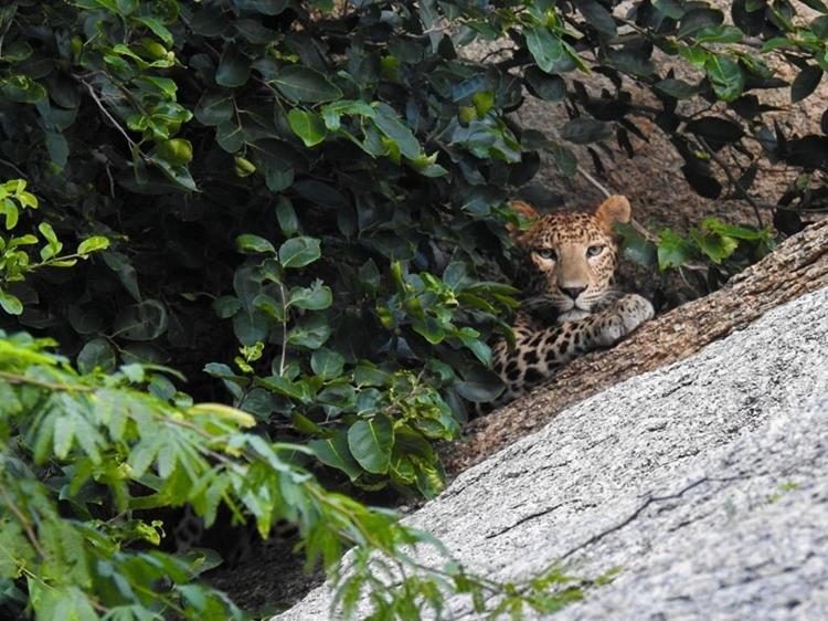 Jawai Leopard Villa Bijapur  Exterior foto
